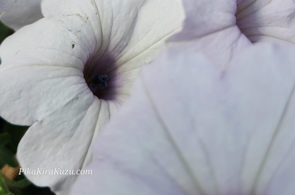 [Photography] Photo dump